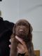 Labrador Retriever Puppies for sale in Asheville, NC, USA. price: $800