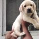 Labrador Retriever Puppies for sale in Poonamallee, Chennai, Tamil Nadu, India. price: NA