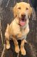Labrador Retriever Puppies for sale in Elkridge, MD, USA. price: $350