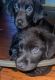 Labrador Retriever Puppies for sale in Russellville, AR, USA. price: $100