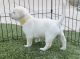 Labrador Retriever Puppies for sale in Elk Grove, CA, USA. price: $1,000