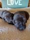 Labrador Retriever Puppies for sale in 8039 Hickory Rd, Stewartstown, PA 17363, USA. price: $1,000