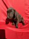 Labrador Retriever Puppies for sale in Hudson, FL 34667, USA. price: $1,650