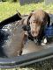 Labrador Retriever Puppies for sale in Hudson, FL 34667, USA. price: $1,650