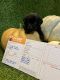 Labrador Retriever Puppies for sale in Phoenix, AZ, USA. price: $1,500