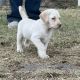 Labrador Retriever Puppies for sale in Caldwell, KS 67022, USA. price: NA