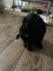Labrador Retriever Puppies for sale in 10390 Alpharetta St, Roswell, GA 30075, USA. price: $600