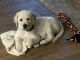 Labrador Retriever Puppies for sale in Texarkana, TX, USA. price: $1,200