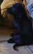 Labrador Retriever Puppies for sale in Kent, WA, USA. price: $1,500