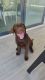 Labrador Retriever Puppies for sale in Mission Viejo, CA, USA. price: $1,000