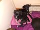 Labrador Retriever Puppies for sale in Andover, CT, USA. price: $650
