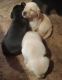 Labrador Retriever Puppies for sale in Junction City, KS, USA. price: $25