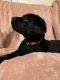 Labrador Retriever Puppies for sale in Spokane, WA, USA. price: $1,500
