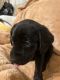Labrador Retriever Puppies for sale in Spokane, WA, USA. price: $1,400