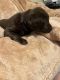 Labrador Retriever Puppies for sale in Spokane, WA, USA. price: $1,500