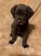 Labrador Retriever Puppies for sale in Spokane, WA, USA. price: $1,250