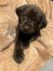 Labrador Retriever Puppies for sale in Spokane, WA, USA. price: $1,300