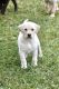 Labrador Retriever Puppies for sale in Entiat, WA 98822, USA. price: $700