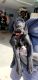 Labrador Retriever Puppies for sale in Cherryville, NC 28021, USA. price: NA