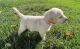 Labrador Retriever Puppies for sale in Menomonee Falls, WI 53051, USA. price: $400