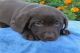 Labrador Retriever Puppies for sale in Pittsburgh, PA, USA. price: $400