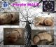 Labrador Retriever Puppies for sale in Wichita, KS 67219, USA. price: $1,200