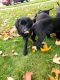 Labrador Retriever Puppies for sale in Standish, MI 48658, USA. price: $700