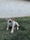 Labrador Retriever Puppies for sale in Sacramento, CA 95842, USA. price: $750