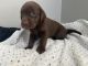 Labrador Retriever Puppies for sale in Leavenworth, IN 47137, USA. price: $600