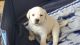 Labrador Retriever Puppies for sale in Edgewater, MD, USA. price: $950