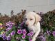 Labrador Retriever Puppies for sale in Lebanon, PA, USA. price: $350