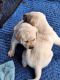 Labrador Retriever Puppies for sale in Lincoln, CA, USA. price: $500