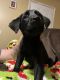 Labrador Retriever Puppies for sale in Benton, AR 72019, USA. price: $40,000