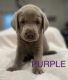 Labrador Retriever Puppies for sale in Myrtle Beach, SC, USA. price: $1,200