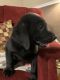 Labrador Retriever Puppies for sale in Spotsylvania County, VA, USA. price: NA