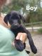 Labrador Retriever Puppies for sale in Dowling Park, FL 32060, USA. price: $300