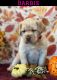 Labrador Retriever Puppies for sale in Maurertown, VA 22644, USA. price: $1,000