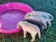 Labrador Retriever Puppies for sale in 181 Henry Kee Rd, Garysburg, NC 27831, USA. price: $900