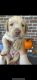 Labrador Retriever Puppies for sale in Baldwin County, AL, USA. price: $900
