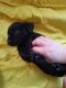 Labrador Retriever Puppies for sale in Peterborough, UK. price: 980 GBP