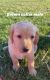 Labrador Retriever Puppies for sale in Mt Pleasant, MI 48858, USA. price: $650