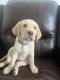 Labrador Retriever Puppies for sale in Norwalk, CA, USA. price: $800