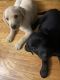 Labrador Retriever Puppies for sale in Central, AR 71923, USA. price: $750
