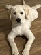 Labrador Retriever Puppies for sale in Texarkana, TX, USA. price: NA