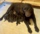 Labrador Retriever Puppies for sale in Salisbury, NC 28147, USA. price: $120,000