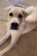 Labrador Retriever Puppies for sale in Cape Coral, FL, USA. price: $500