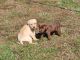 Labrador Retriever Puppies for sale in NC-305, North Carolina, USA. price: $600