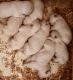 Labrador Retriever Puppies for sale in Taylorsville, NC 28681, USA. price: $900
