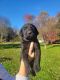 Labrador Retriever Puppies for sale in Rising Sun, MD 21911, USA. price: $400