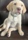 Labrador Retriever Puppies for sale in Norwalk, CA, USA. price: $600